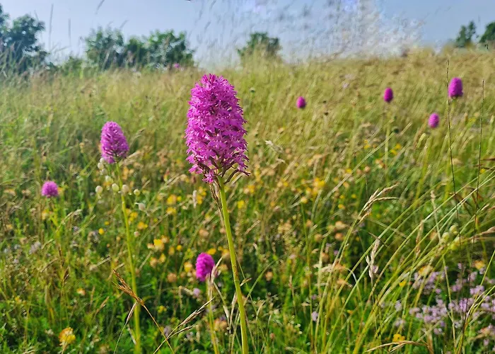 Camp The Sunrise Hill * Pivka